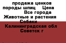 продажа ценков породы шпиц  › Цена ­ 35 000 - Все города Животные и растения » Собаки   . Калининградская обл.,Советск г.